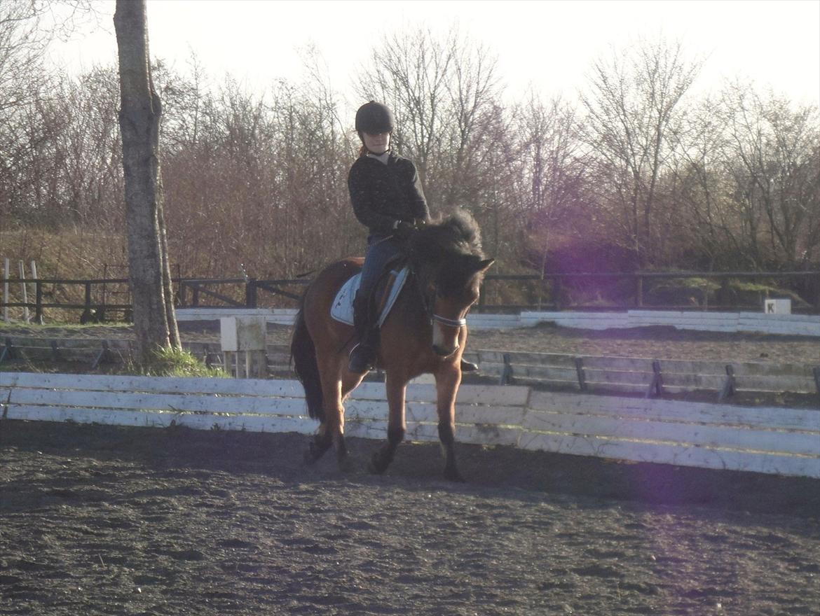 Gotlandsruss Lucca - 2. gang jeg red Lucca, han gik simpelthen så fint den dag! <3

Foto: Amanda billede 7