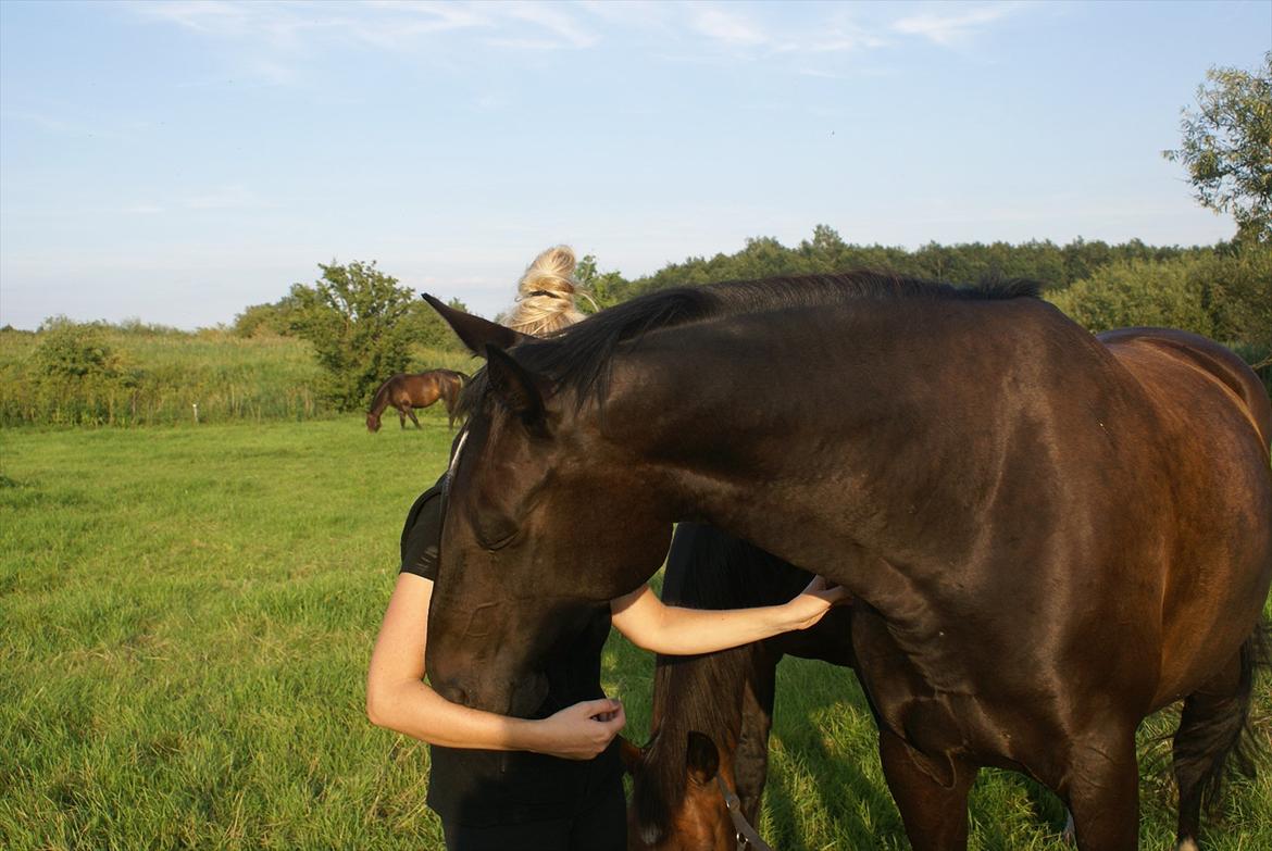 Dansk Varmblod Ajour billede 6