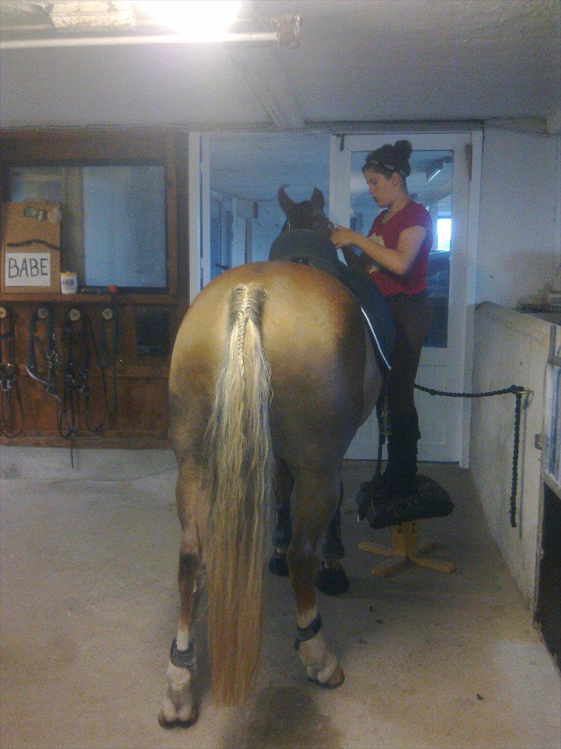 Hollandsk Sportspony Babe billede 10