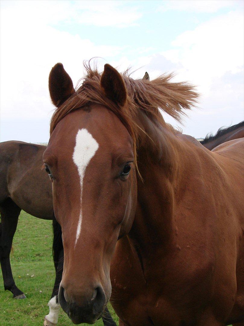 Dansk Varmblod Crelando billede 3