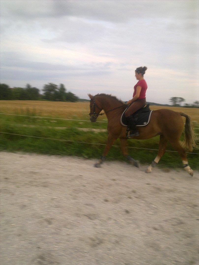 Hollandsk Sportspony Babe billede 11