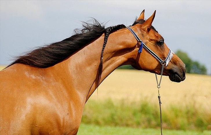 Arabisk fuldblod (OX) ZA Filippa ox 3933 - Fotograf Lisbeth Floor Bendixen, juli 2011 billede 5