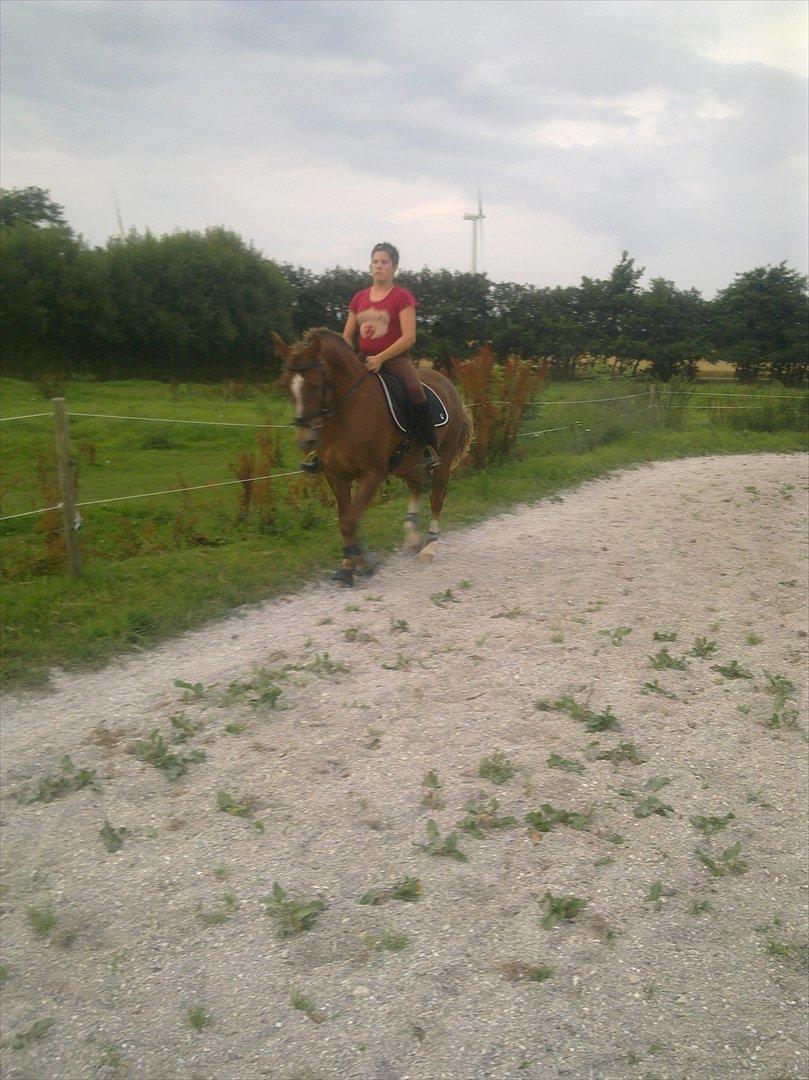 Hollandsk Sportspony Babe billede 12