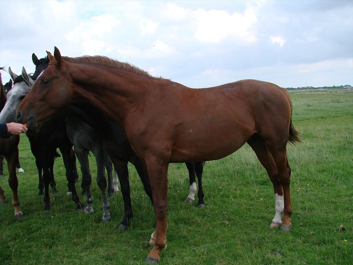 Dansk Varmblod Crelando billede 5
