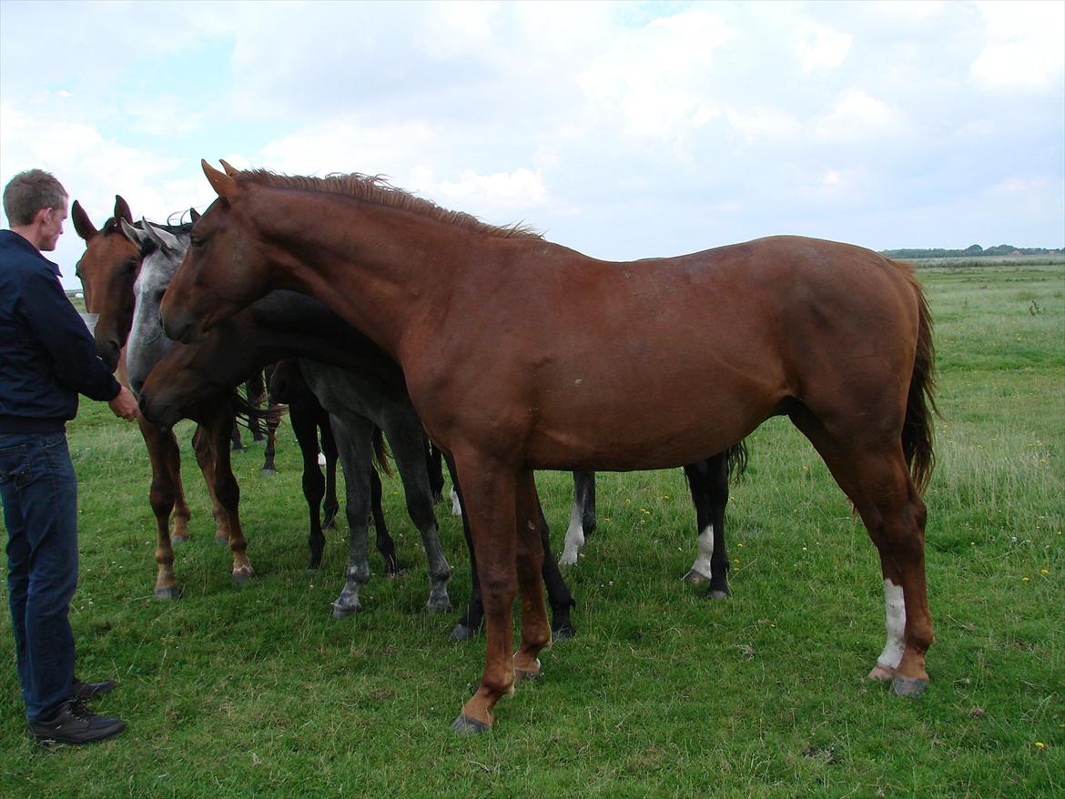 Dansk Varmblod Crelando billede 14
