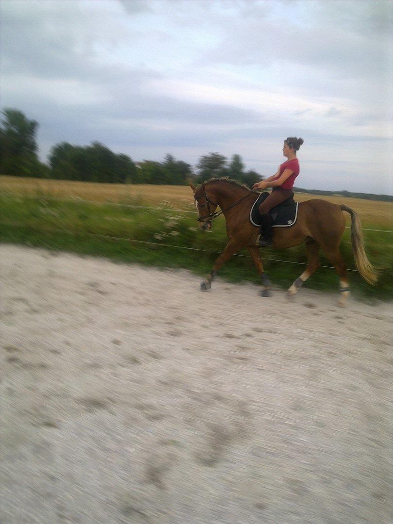 Hollandsk Sportspony Babe billede 13