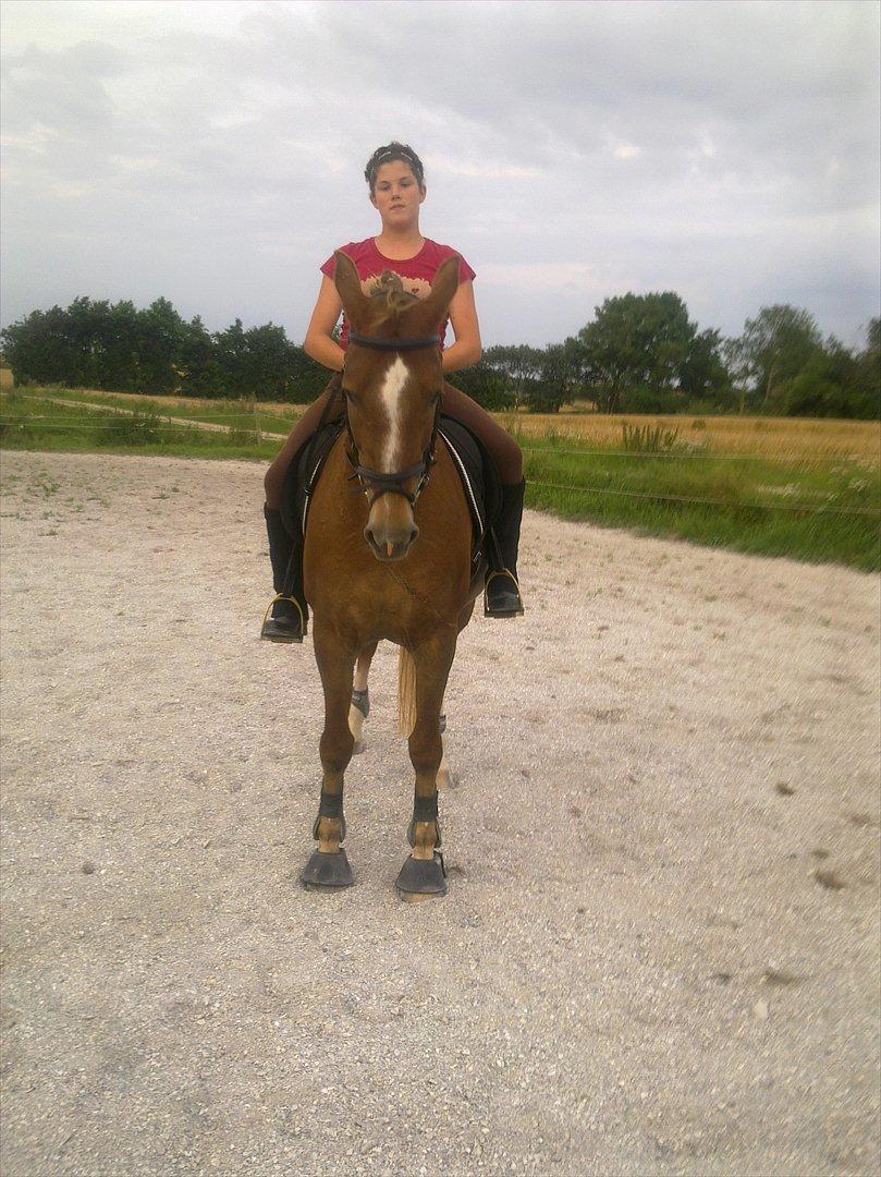 Hollandsk Sportspony Babe billede 14