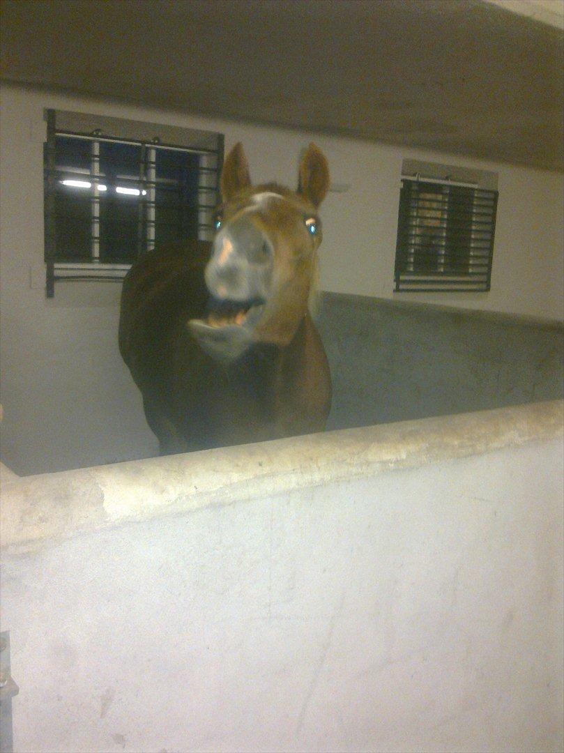 Hollandsk Sportspony Babe billede 15