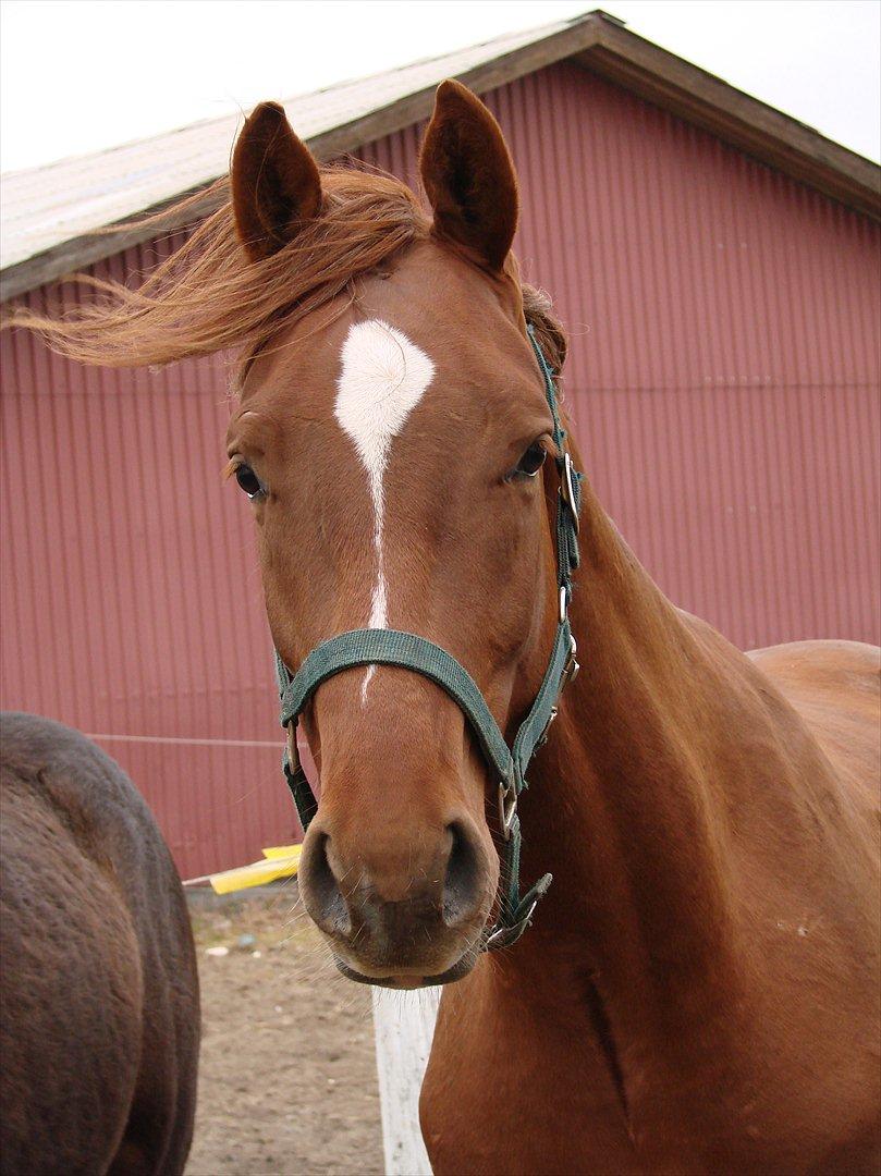 Dansk Varmblod Crelando billede 7