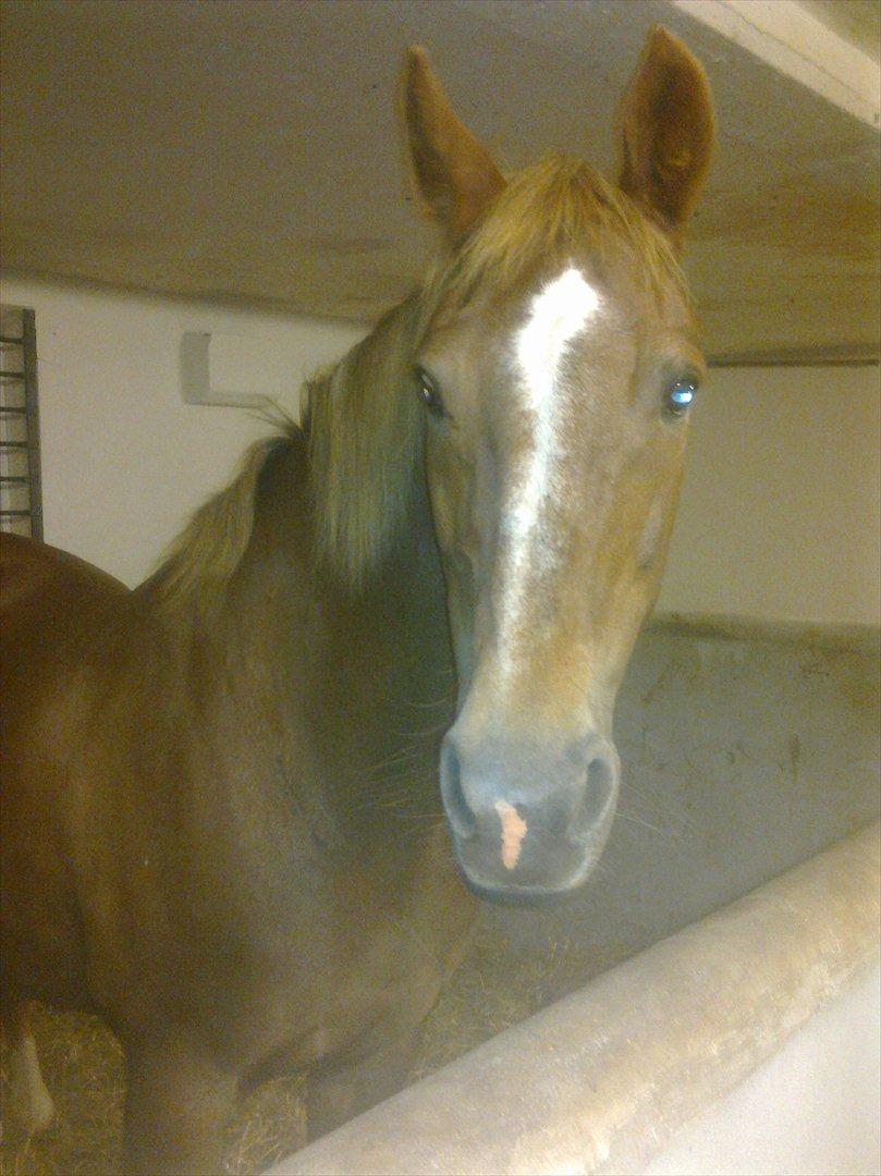 Hollandsk Sportspony Babe billede 16