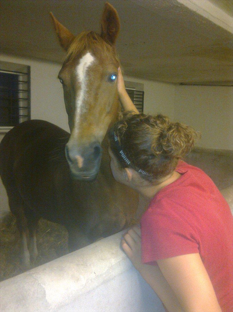 Hollandsk Sportspony Babe billede 17