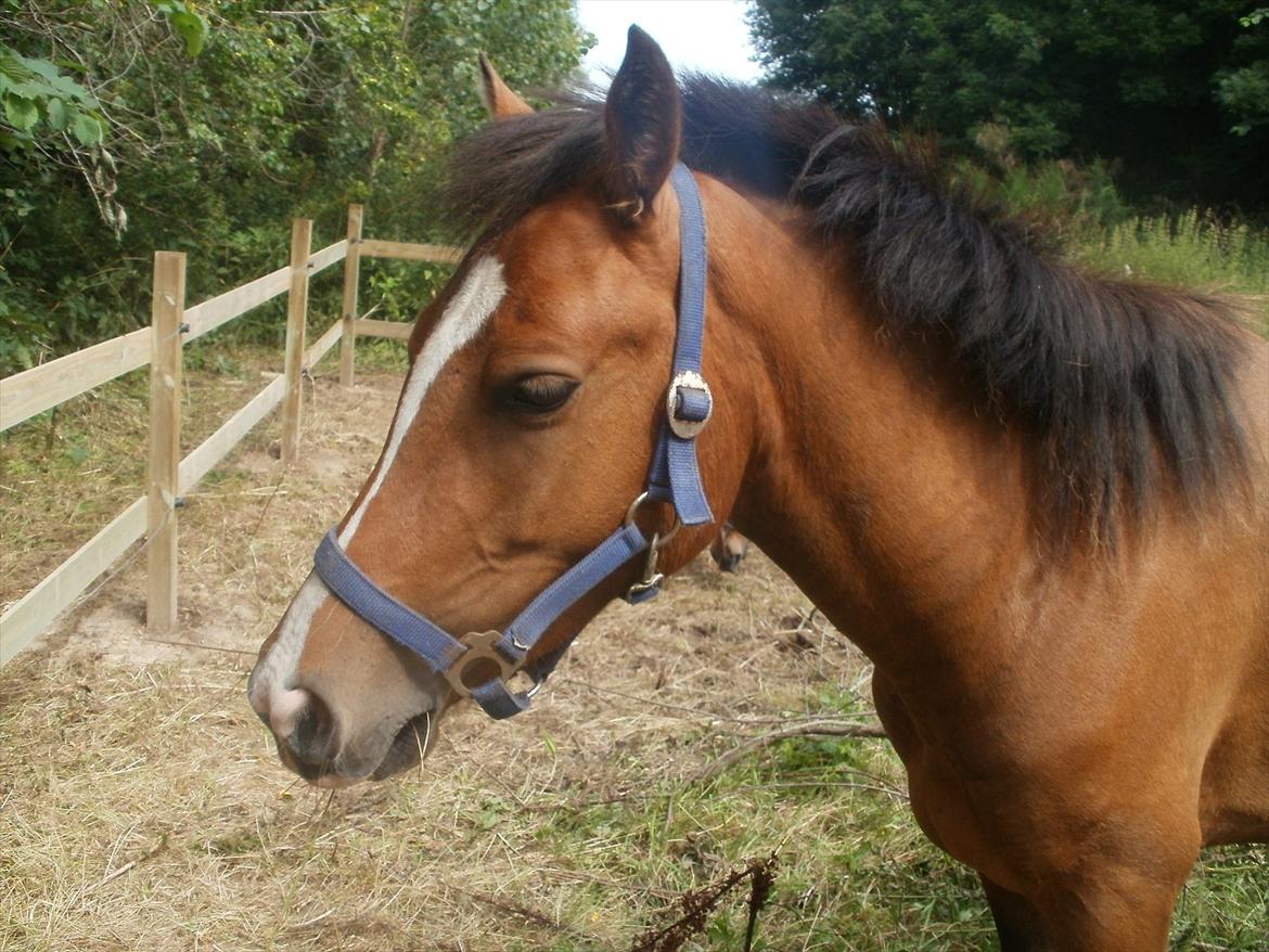 New Forest Odbjergs Elstar [SOLGT] - Lidt dårligt, men har ikk rigtig andre:-). billede 7