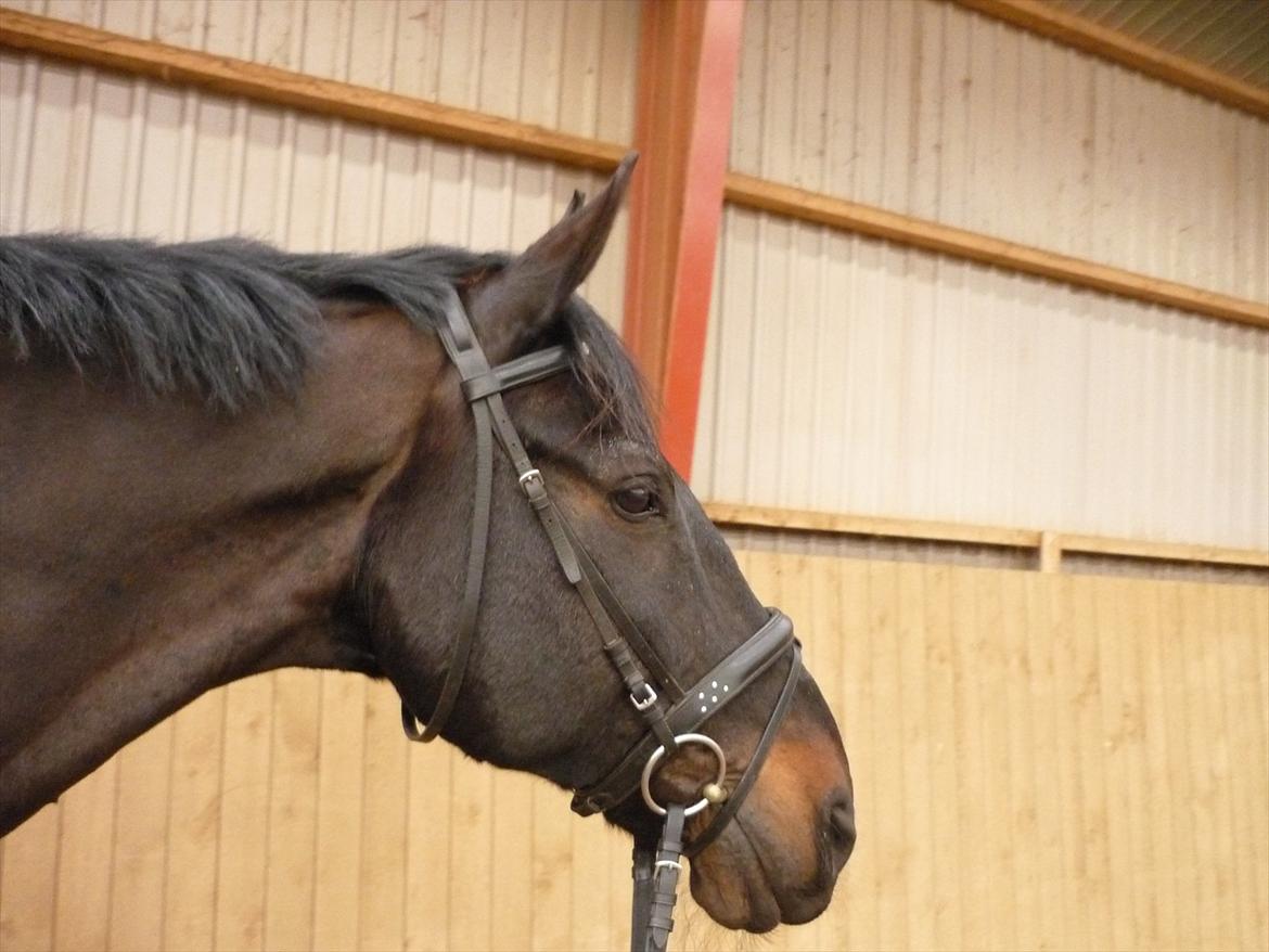 Oldenborg Titus billede 2