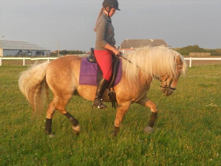 Tyroler Haflinger Bounty Brohus *Tosse* - fotograf: Mette Frich billede 9