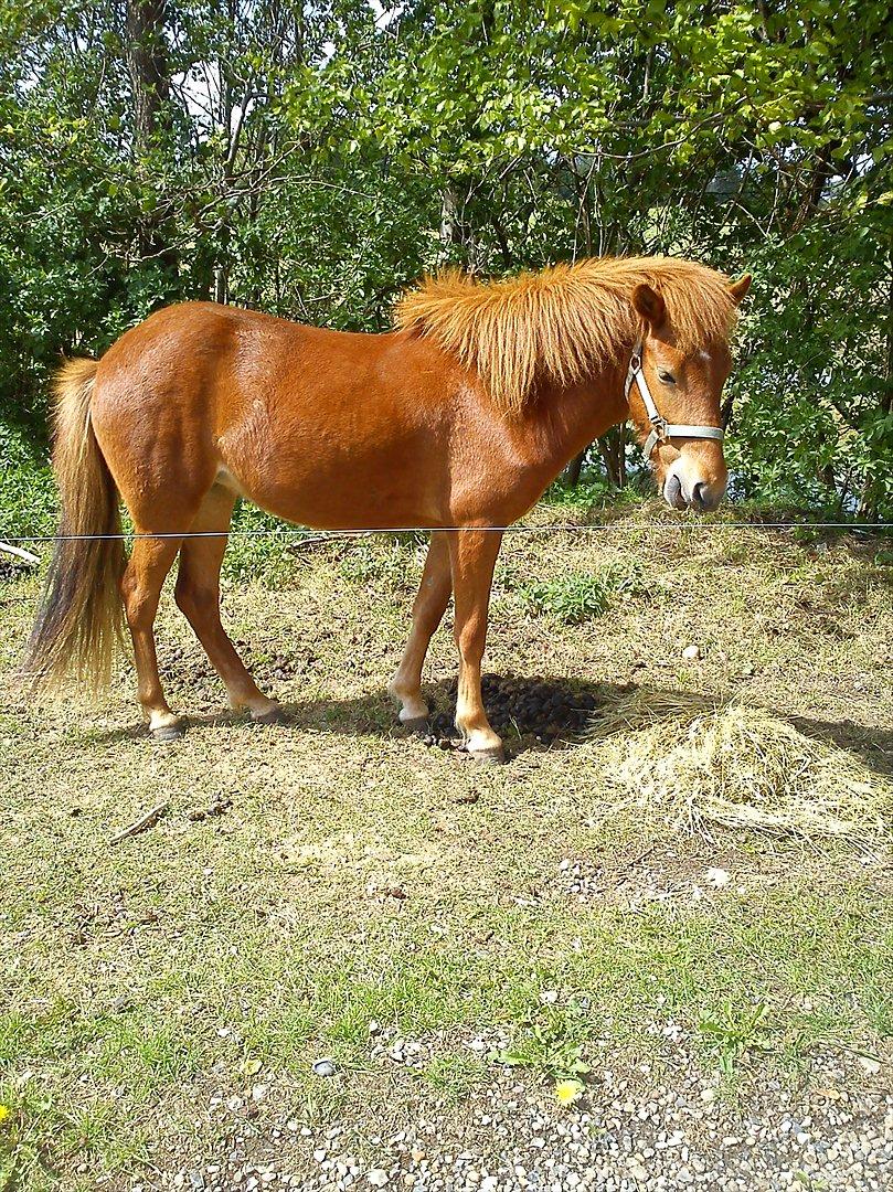 Anden særlig race safira (solgt);(  - tjek hendes mund!:D haha billede 20