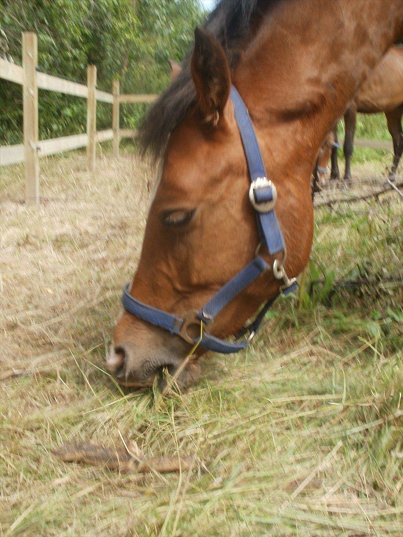 New Forest Odbjergs Elstar [SOLGT] - Deeeeejlig græs! billede 8