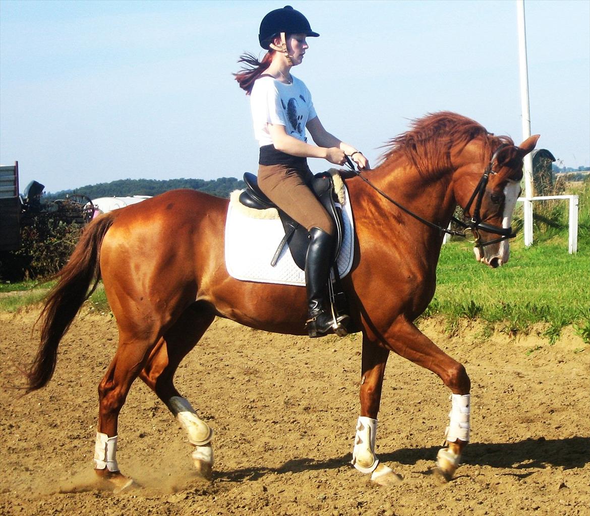 Fuldblod (XX) Clarity XX - Træning derhjemme. billede 9