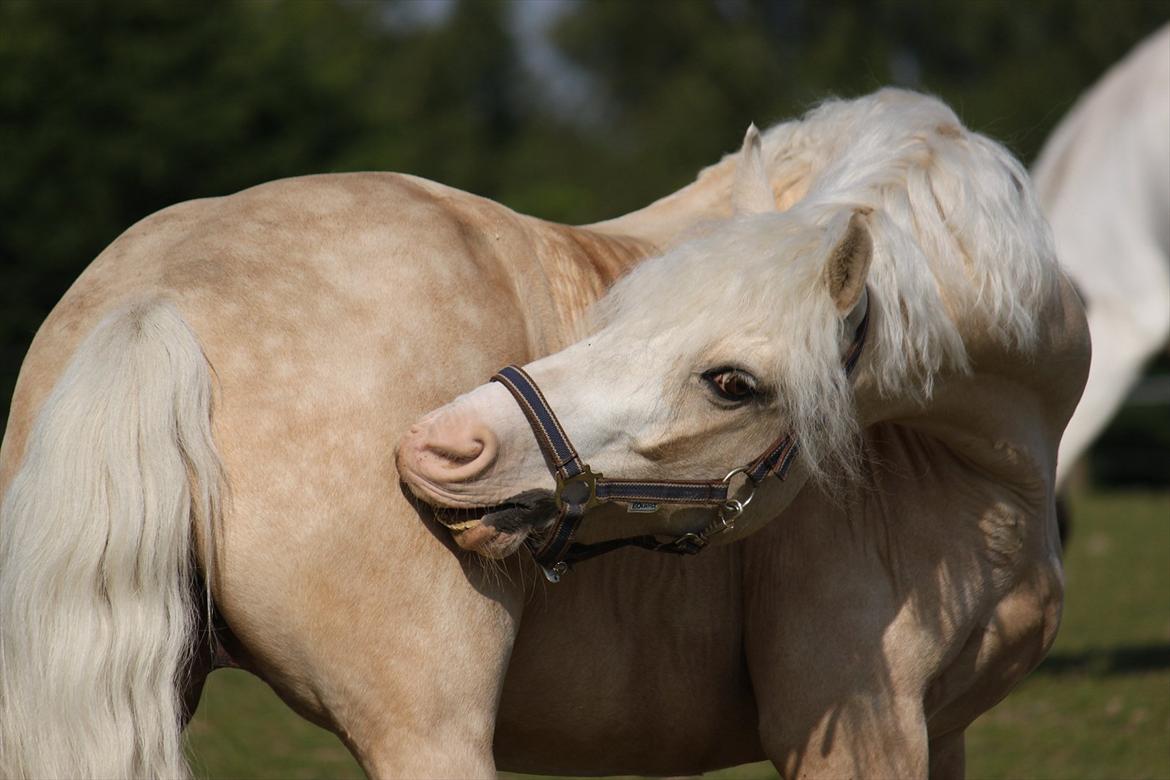 Welsh Pony af Cob-type (sec C) Rosengårdens Nakuma - 16# Nakuma :) Maj 2011. Foto: Mig billede 16