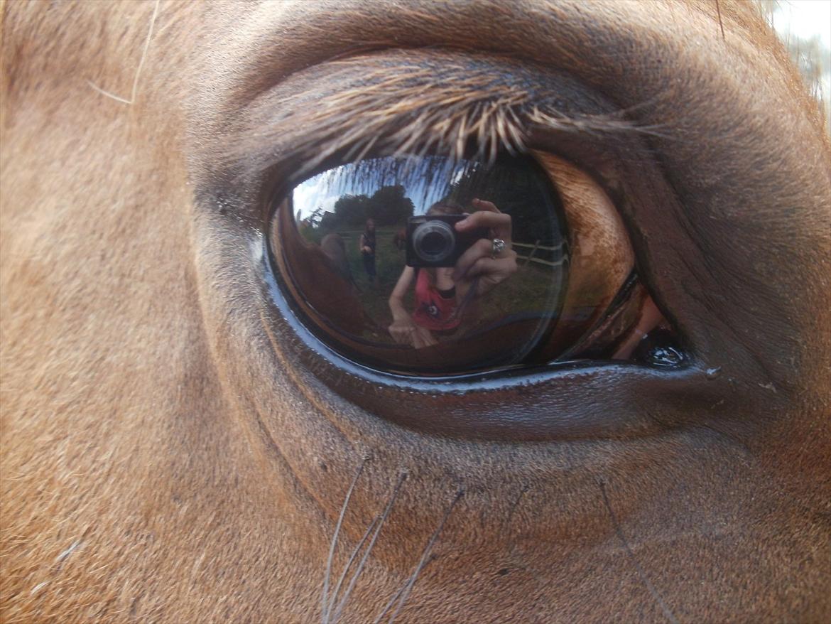 New Forest Odbjergs Elstar [SOLGT] - Velkommen til Elstar's profil!:-).
- Hendes smukke øje! Det ser helt fake ud! :-o.
 billede 1