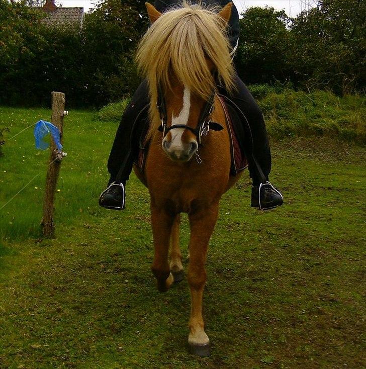 Islænder Glámmur Valle billede 9