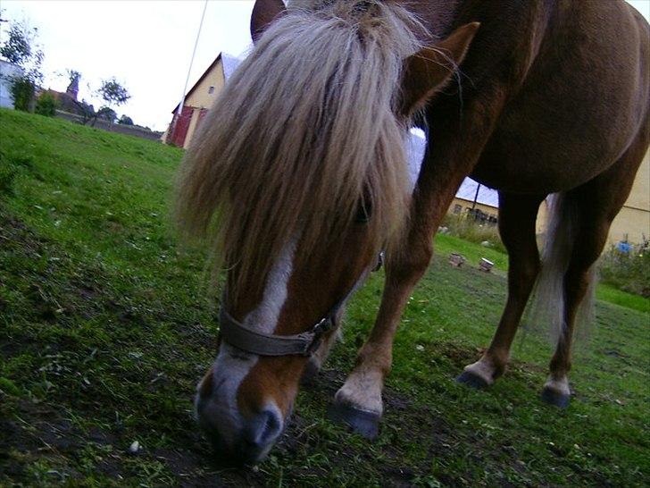 Islænder Glámmur Valle billede 2