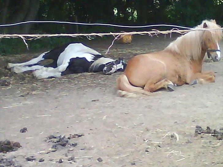 Islænder Glámmur Valle billede 3