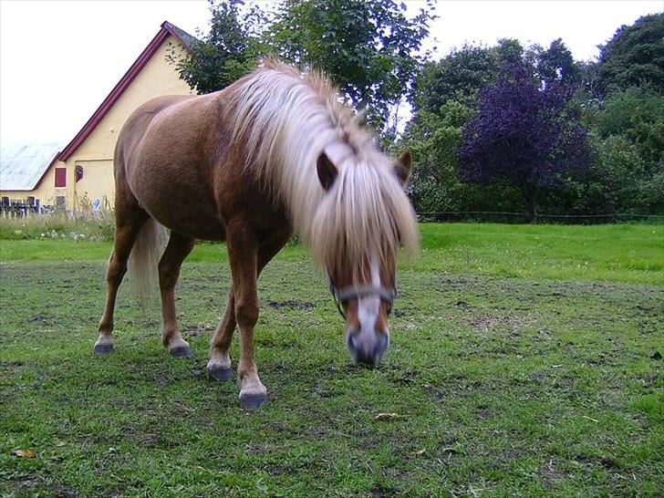 Islænder Glámmur Valle billede 4