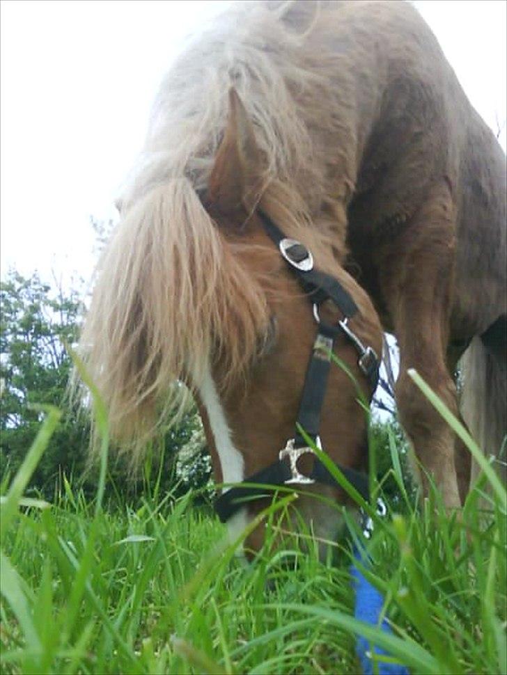 Islænder Glámmur Valle billede 5
