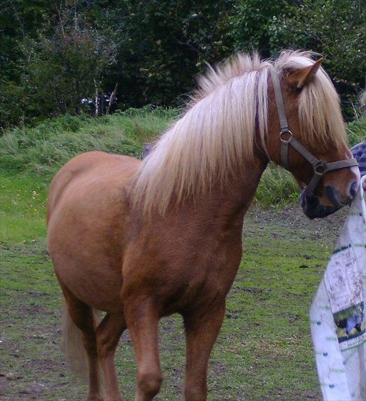 Islænder Glámmur Valle billede 6