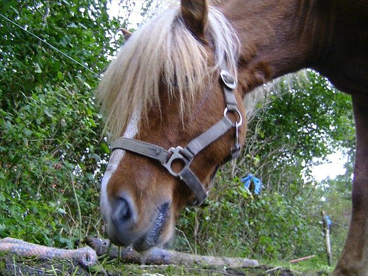 Islænder Glámmur Valle billede 7