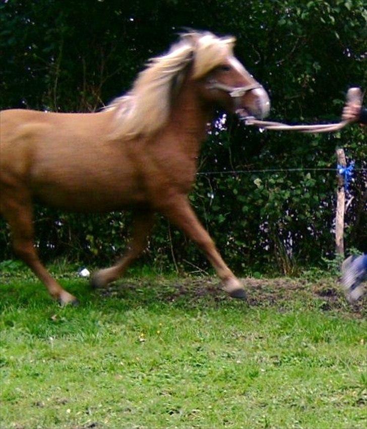 Islænder Glámmur Valle billede 8