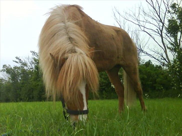 Islænder Glámmur Valle billede 10