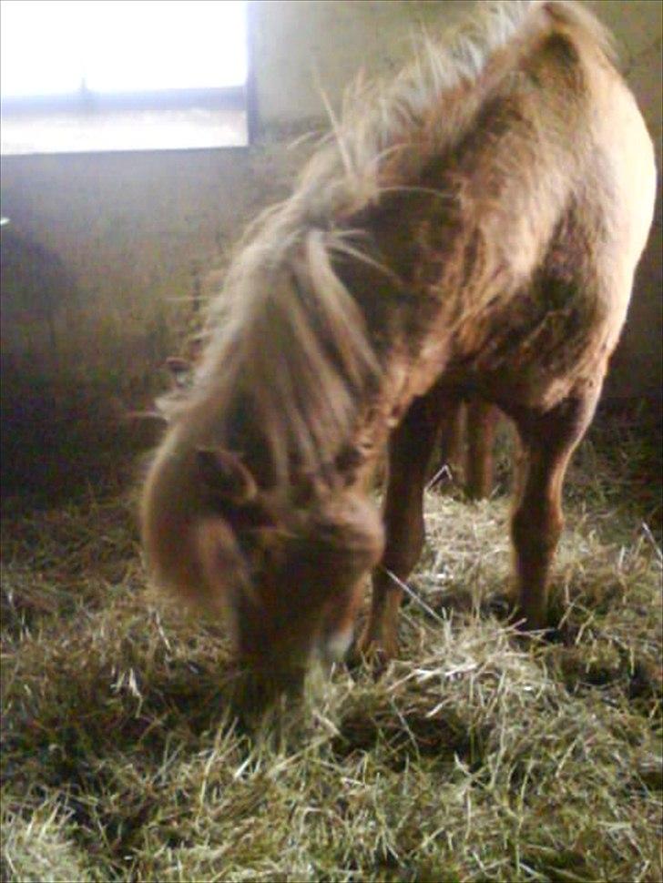 Islænder Glámmur Valle billede 11