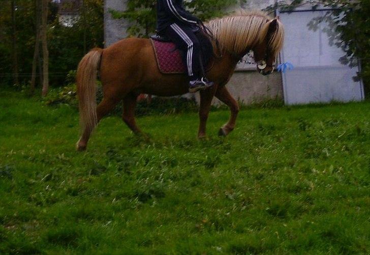 Islænder Glámmur Valle billede 12