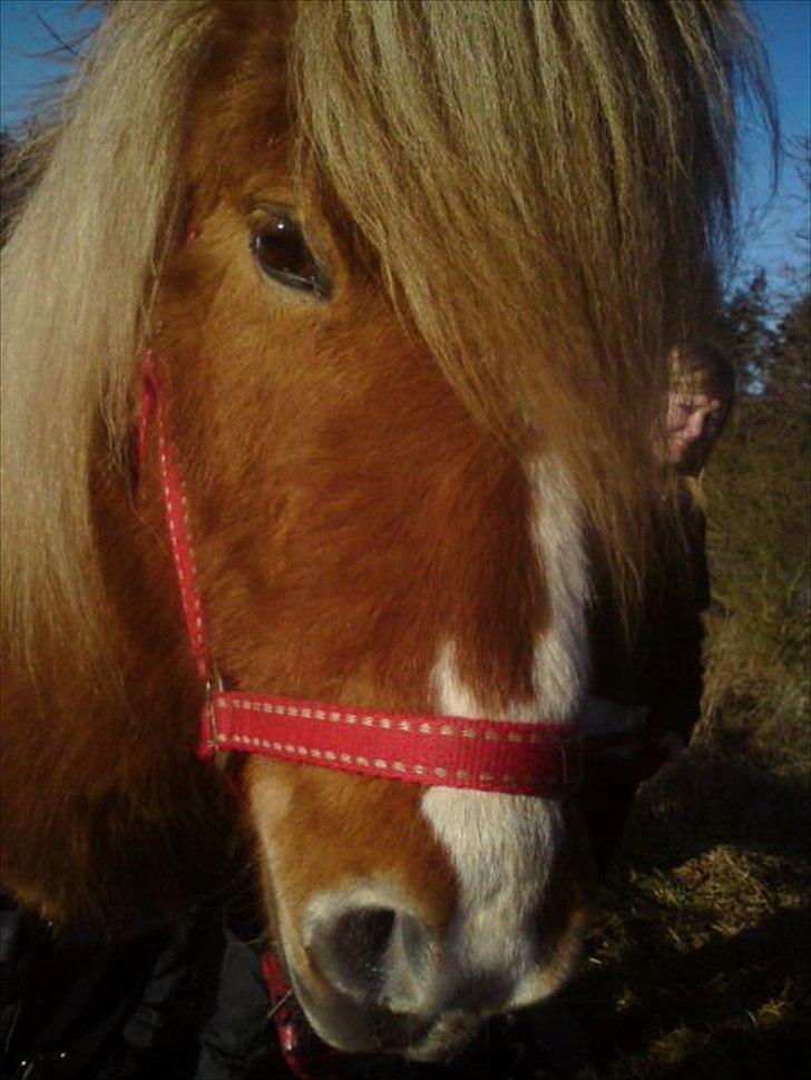 Islænder Glámmur Valle billede 13