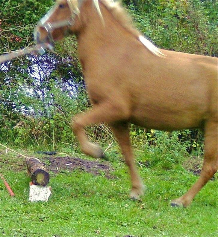 Islænder Glámmur Valle billede 14