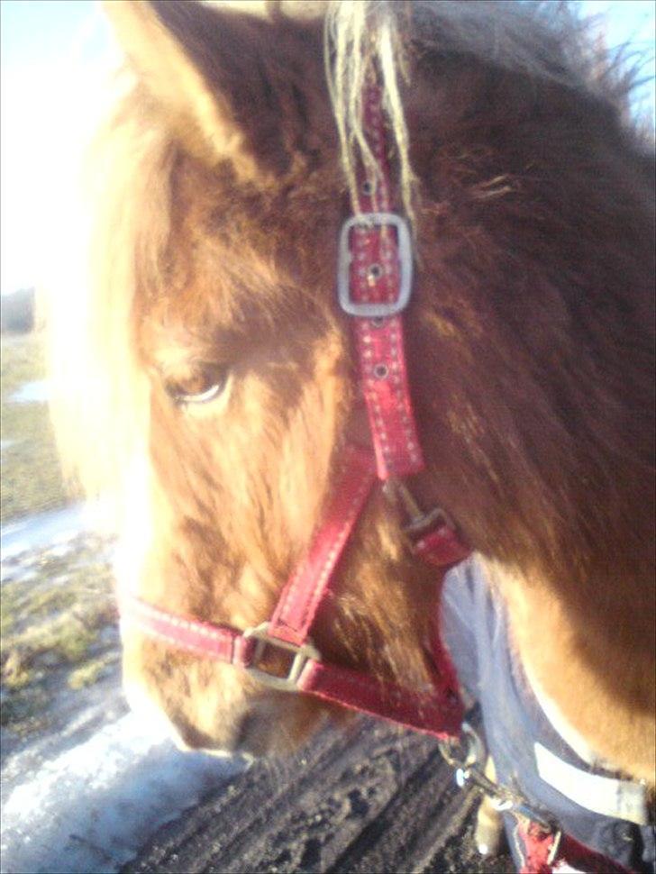 Islænder Glámmur Valle billede 15