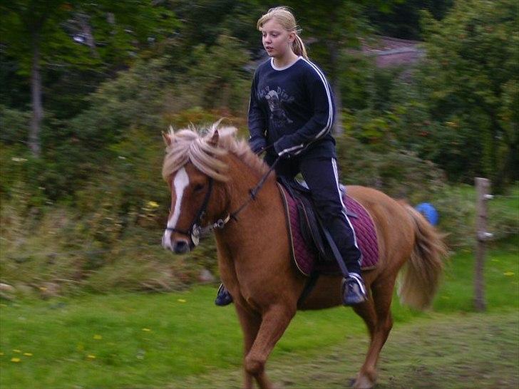 Islænder Glámmur Valle billede 16