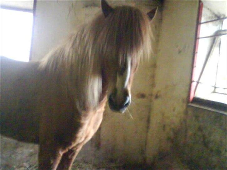 Islænder Glámmur Valle billede 17