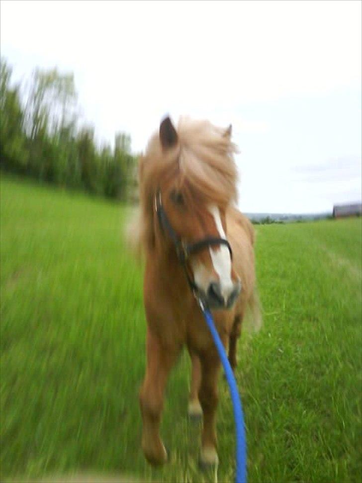 Islænder Glámmur Valle billede 18