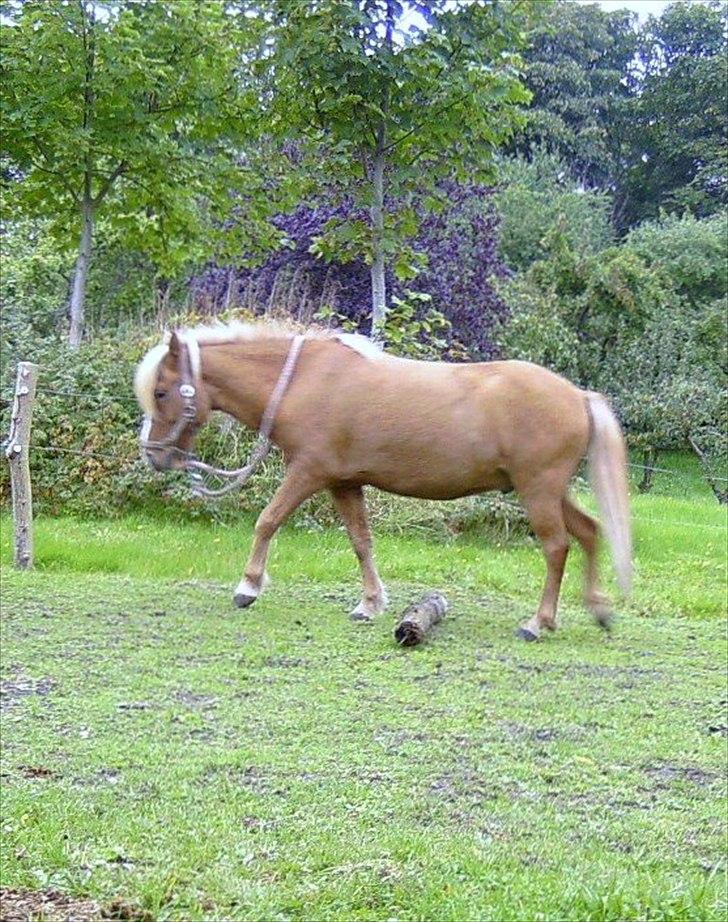 Islænder Glámmur Valle billede 19