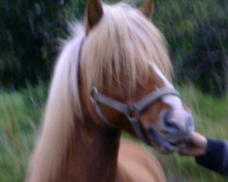 Islænder Glámmur Valle billede 1