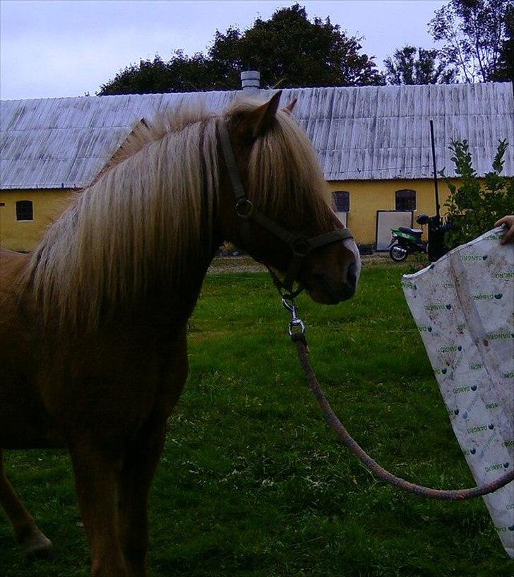 Islænder Glámmur Valle billede 20