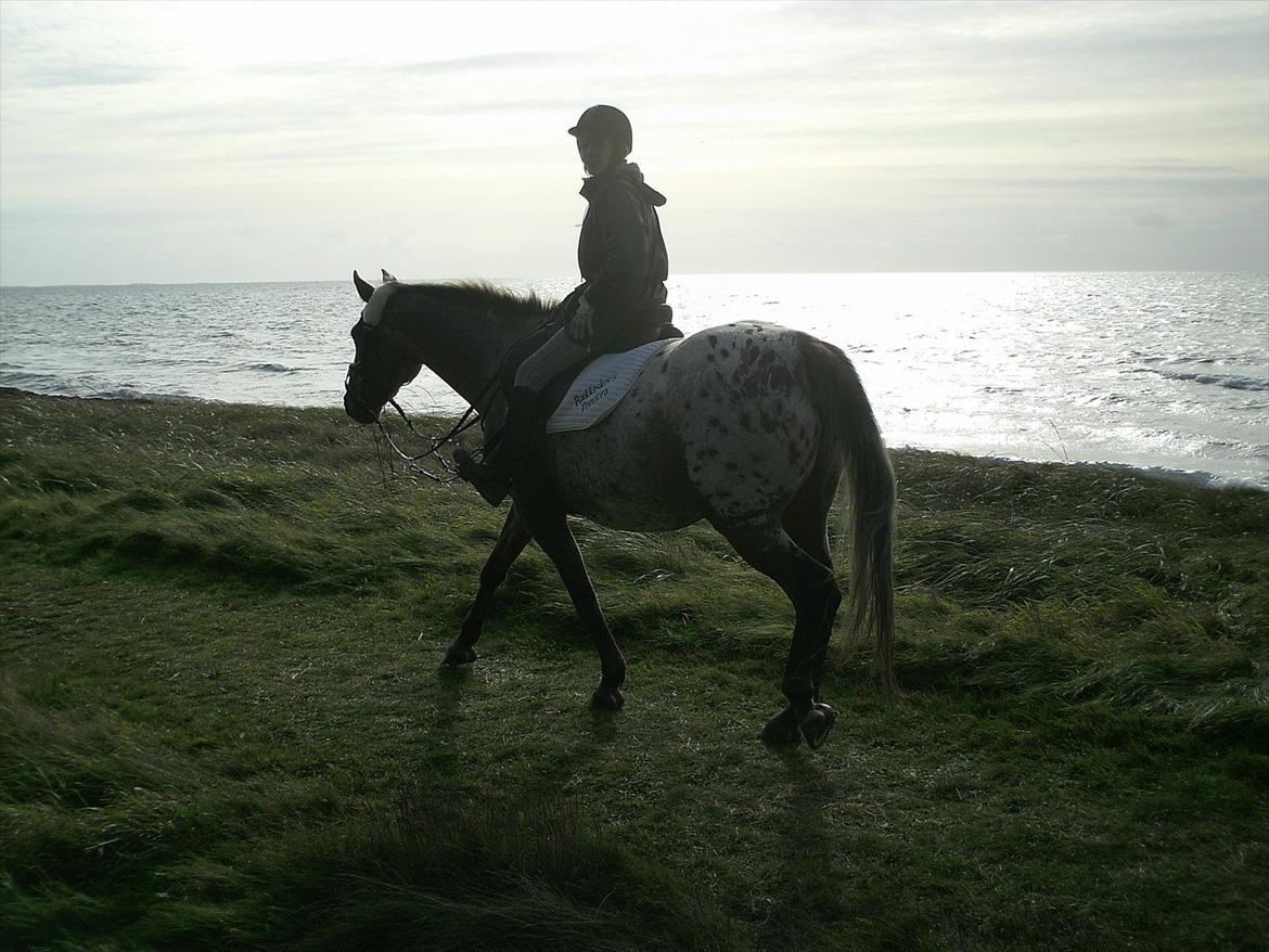 Knabstrupper Bækkeskov´s Pondora  - En dejlig tur til vandet... billede 6