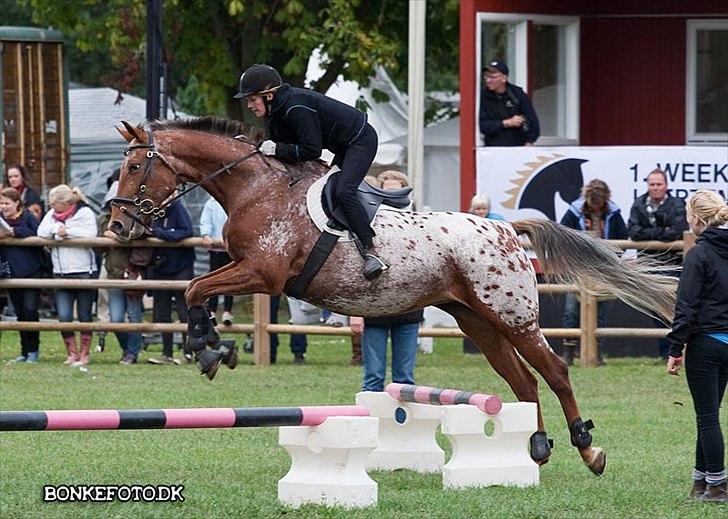 Knabstrupper Bækkeskov´s Pondora  - Storhestedag 2009 knn show.. billede 7