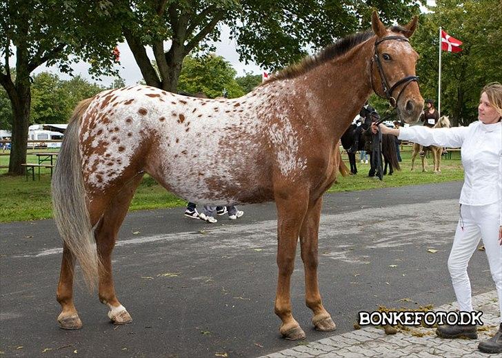 Knabstrupper Bækkeskov´s Pondora  - Kårring 2009. billede 8