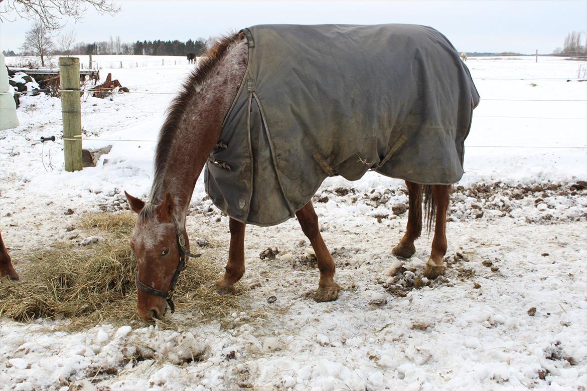 Knabstrupper Bækkeskov´s Pondora  - det er koldt... billede 9