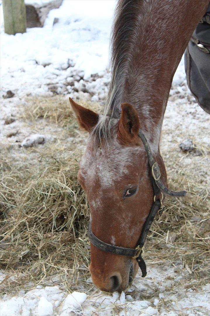 Knabstrupper Bækkeskov´s Pondora  - min dejlige hest... billede 10