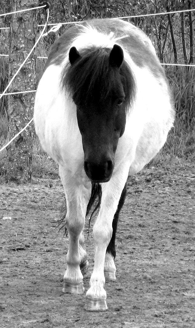 Anden særlig race Søs billede 12