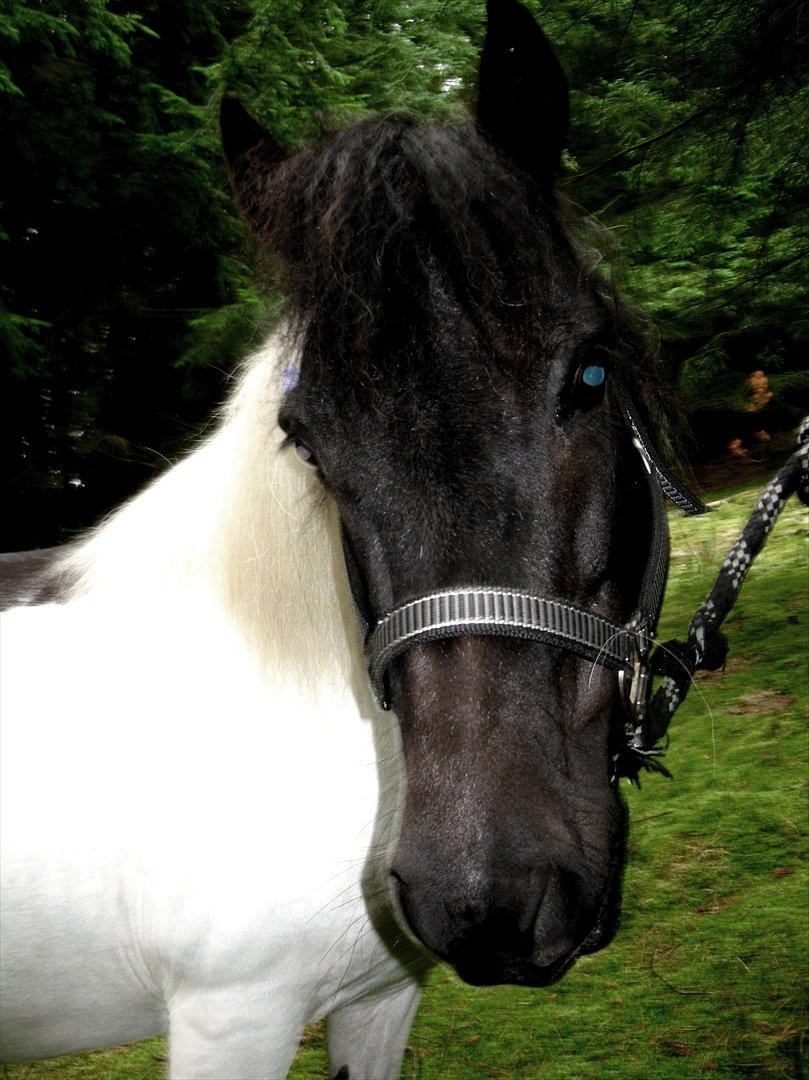 Anden særlig race Søs billede 14